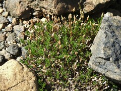 Cherleria marcescens