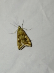 Loxostege sticticalis