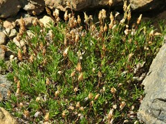 Cherleria marcescens