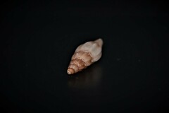 Mangelia attenuata