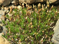 Cherleria marcescens