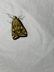 Loxostege sticticalis