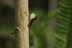 Anolis laeviventris