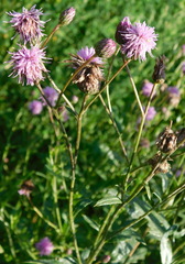 Cirsium arvense