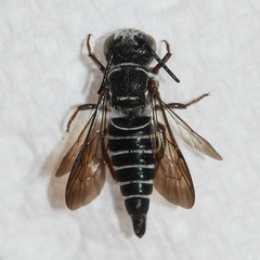 Coelioxys modestus