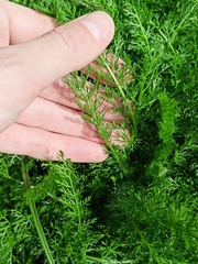 Achillea nobilis