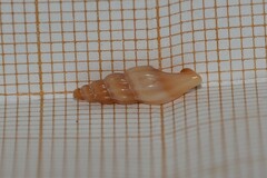 Mangelia attenuata