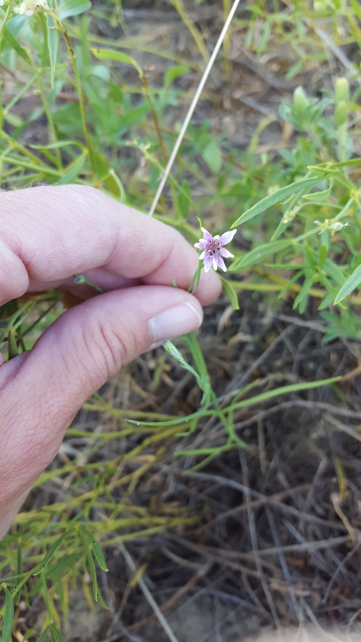 Shinnersoseris