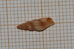 Mangelia attenuata
