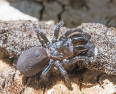 Atypidae