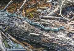 Thamnophis sirtalis similis