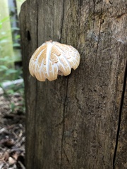 Gloeophyllaceae