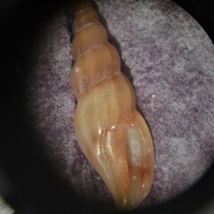 Mangelia attenuata