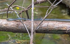 Thamnophis saurita nitae