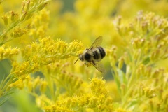 Bombus