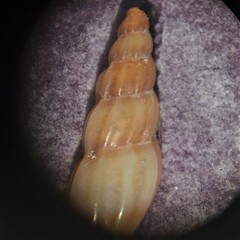 Mangelia attenuata