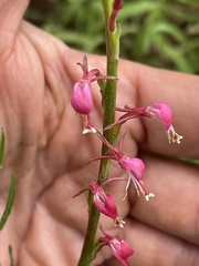 Oenothera hexandra