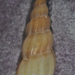 Mangelia attenuata