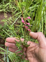 Oenothera hexandra