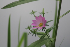 Sabatia dodecandra foliosa