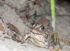 Lithobates capito