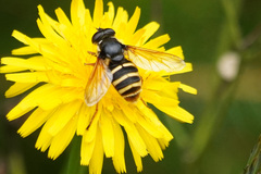 Sericomyia silentis