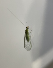 Chrysoperla comanche