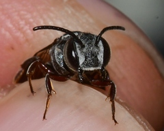 Coelioxys modestus
