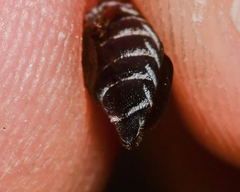 Coelioxys modestus