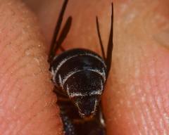 Coelioxys modestus