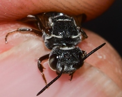 Coelioxys modestus