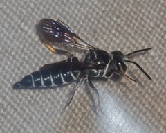 Coelioxys modestus