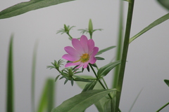 Sabatia dodecandra foliosa
