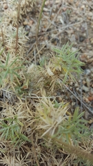 Astragalus kentrophyta