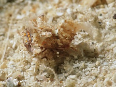 Phyllognathia