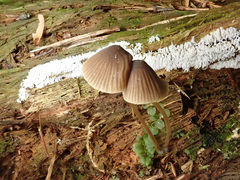 Mycena viridimarginata
