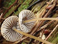 Mycena viridimarginata