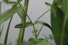 Sabatia dodecandra foliosa