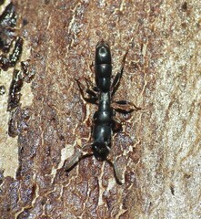 Platythyrea parallela