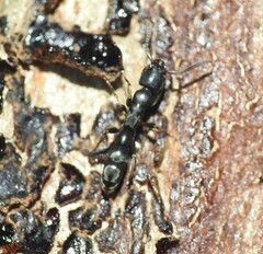 Platythyrea parallela