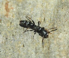 Platythyrea parallela