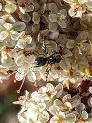 Oxyaciura tibialis