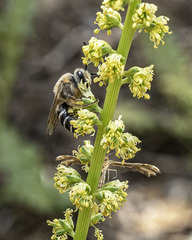 Colletes dimidiatus