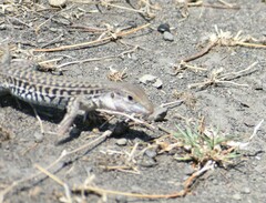 Aspidoscelis costatus