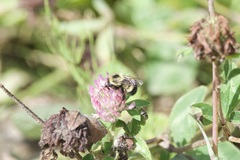 Bombus