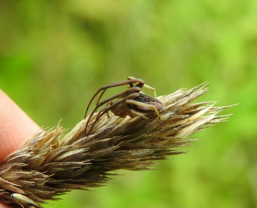 Difoliate Orbweaver photo 5