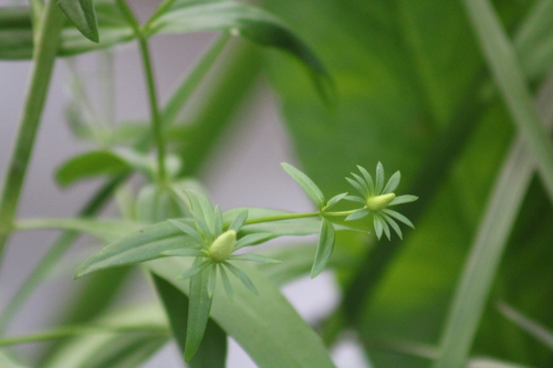 Image of Sabatia dodecandra by (c) Sawyer Baran, some rights reserved (CC BY)