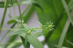 Sabatia dodecandra foliosa