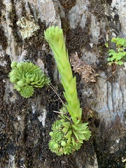 Sempervivum globiferum