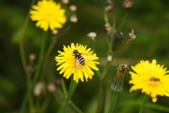 Sericomyia silentis